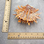 Orange Purple Spiny Oyster Pair Spondylus Barbatus (1 shell pair approx 4X3X2 inches) B GRADE Natural seashell gift for coastal home decor!