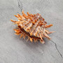 Orange Purple Spiny Oyster Pair Spondylus Barbatus (1 shell pair approx 4X3X2 inches) B GRADE Natural seashell gift for coastal home decor! Copyright 2026 SeaShellSupply.com.\n