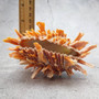 Orange Purple Spiny Oyster Pair Spondylus Barbatus (1 shell pair approx 4X3X2 inches) B GRADE Natural seashell gift for coastal home decor! Copyright 2026 SeaShellSupply.com.\n