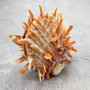 Orange Purple Spiny Oyster Pair Spondylus Barbatus (1 shell pair approx 4X3X2 inches) B GRADE Natural seashell gift for coastal home decor! Copyright 2026 SeaShellSupply.com.\n