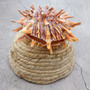 Orange Purple Spiny Oyster Pair Spondylus Barbatus (1 shell pair approx 4X3X2 inches) B GRADE Natural seashell gift for coastal home decor!