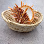 Orange Purple Spiny Oyster Pair Spondylus Barbatus (1 shell pair approx 4X3X2 inches) B GRADE Natural seashell gift for coastal home decor!