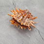 Orange Purple Spiny Oyster Pair Spondylus Barbatus (1 shell pair approx 4X3X2 inches) B GRADE Natural seashell gift for coastal home decor!