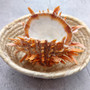 Orange Purple Spiny Oyster Pair Spondylus Barbatus (1 shell pair approx 4X3X2 inches) B GRADE Natural seashell gift for coastal home decor!