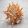 Orange Purple Spiny Oyster Pair Spondylus Barbatus (1 shell pair approx 4X3X2 inches) B GRADE Natural seashell gift for coastal home decor!