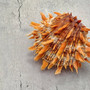 Orange Purple Spiny Oyster Pair Spondylus Barbatus (1 shell pair approx. 5X4X3 inches) B GRADE Natural seashell pair for nautical display! Copyright 2026 SeaShellSupply.com.