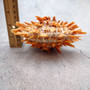 Orange Purple Spiny Oyster Pair Spondylus Barbatus (1 shell pair approx. 5X4X3 inches) B GRADE Natural seashell pair for nautical display! Copyright 2026 SeaShellSupply.com.