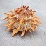 Orange Purple Spiny Oyster Pair Spondylus Barbatus (1 shell pair approx. 5X4X3 inches) B GRADE Natural seashell pair for nautical display!