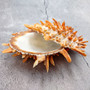 Orange Purple Spiny Oyster Pair Spondylus Barbatus (1 shell pair approx. 5X4X3 inches) B GRADE Natural seashell pair for nautical display!