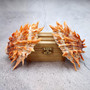 Orange Purple Spiny Oyster Pair Spondylus Barbatus (1 shell pair approx. 5X4X3 inches) B GRADE Natural seashell pair for nautical display!