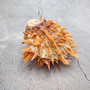 Orange Purple Spiny Oyster Pair Spondylus Barbatus (1 shell pair approx. 5X4X3 inches) B GRADE Natural seashell pair for nautical display!