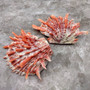 Red Purple Spiny Oyster Pair Spondylus Barbatus (1 shell pair approx. 4X3X2 inches) B GRADE Natural seashell pair for nautical display! Copyright 2026 SeaShellSupply.com.
