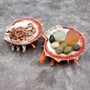 Red Purple Spiny Oyster Pair Spondylus Barbatus (1 shell pair approx. 4X3X2 inches) B GRADE Natural seashell pair for nautical display! Copyright 2026 SeaShellSupply.com.