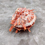 Red Purple Spiny Oyster Pair Spondylus Barbatus (1 shell pair approx. 4X3X2 inches) B GRADE Natural seashell pair for nautical display!