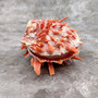 Red Purple Spiny Oyster Pair Spondylus Barbatus (1 shell pair approx. 4X3X2 inches) B GRADE Natural seashell pair for nautical display!