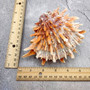 Orange Purple Spiny Oyster Pair Spondylus Barbatus (1 shell pair approx. 4X4X3 inches) B GRADE Natural seashell pair for nautical display! Copyright 2026 SeaShellSupply.com.