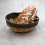 Orange Purple Spiny Oyster Pair Spondylus Barbatus (1 shell pair approx. 4X4X3 inches) B GRADE Natural seashell pair for nautical display! Copyright 2026 SeaShellSupply.com.