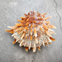 Orange Purple Spiny Oyster Pair Spondylus Barbatus (1 shell pair approx. 4X4X3 inches) B GRADE Natural seashell pair for nautical display! -04
