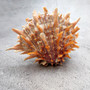 Orange Purple Spiny Oyster Pair Spondylus Barbatus (1 shell pair approx. 4X4X3 inches) B GRADE Natural seashell pair for nautical display! -04