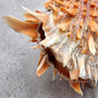 Orange Purple Spiny Oyster Pair Spondylus Barbatus (1 shell pair approx. 4X4X3 inches) B GRADE Natural seashell pair for nautical display! -04