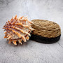 Orange Purple Spiny Oyster Pair Spondylus Barbatus (1 shell pair approx. 4X4X3 inches) B GRADE Natural seashell pair for nautical display! -04