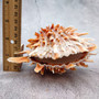 Orange Purple Spiny Oyster Pair Spondylus Barbatus (1 shell pair approx. 4X4X3 inches) B GRADE Natural seashell pair for nautical display! -04