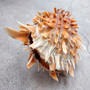 Orange Purple Spiny Oyster Pair Spondylus Barbatus (1 shell pair approx. 4X4X3 inches) B GRADE Natural seashell pair for nautical display! -04