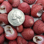Strawberry Top Red Seashells Clanculus Puniceus (5 shells approx. 0.5+ inches) Small Red Natural Strawberry Top Shells for arts & crafts! Copyright 2026 SeaShellSupply.com.