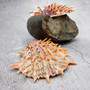 Orange Purple Spiny Oyster Pair Spondylus Barbatus (1 shell pair approx. 5X4X2 inches) B GRADE Natural seashell pair for nautical display! Copyright 2026 SeaShellSupply.com.
