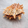 Orange Purple Spiny Oyster Pair Spondylus Barbatus (1 shell pair approx. 5X4X2 inches) B GRADE Natural seashell pair for nautical display! Copyright 2026 SeaShellSupply.com.