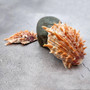 Orange Purple Spiny Oyster Pair Spondylus Barbatus (1 shell pair approx. 5X4X2 inches) B GRADE Natural seashell pair for nautical display! Copyright 2026 SeaShellSupply.com.