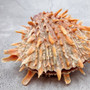 Orange Purple Spiny Oyster Pair Spondylus Barbatus (1 shell pair approx. 5X4X2 inches) B GRADE Natural seashell pair for nautical display! Copyright 2026 SeaShellSupply.com.