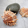 Orange Purple Spiny Oyster Pair Spondylus Barbatus (1 shell pair approx. 5X4X2 inches) B GRADE Natural seashell pair for nautical display! Copyright 2026 SeaShellSupply.com.