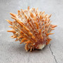 Orange Purple Spiny Oyster Pair Spondylus Barbatus (1 shell pair approx. 5X4X2 inches) B GRADE Natural seashell pair for nautical display! Copyright 2026 SeaShellSupply.com.