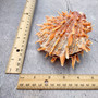 Orange Purple Spiny Oyster Pair Spondylus Barbatus (1 shell pair approx. 5X4X2 inches) B GRADE Natural seashell pair for nautical display!