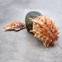Orange Purple Spiny Oyster Pair Spondylus Barbatus (1 shell pair approx. 5X4X2 inches) B GRADE Natural seashell pair for nautical display!