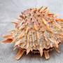 Orange Purple Spiny Oyster Pair Spondylus Barbatus (1 shell pair approx. 5X4X2 inches) B GRADE Natural seashell pair for nautical display!