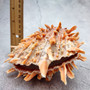 Orange Purple Spiny Oyster Pair Spondylus Barbatus (1 shell pair approx. 5X4X2 inches) B GRADE Natural seashell pair for nautical display!