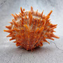 Orange Purple Spiny Oyster Pair Spondylus Barbatus (1 shell pair approx. 4X4X3 inches) B GRADE Natural seashell pair for nautical display! 06