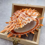 Orange Purple Spiny Oyster Pair Spondylus Barbatus (1 shell pair approx. 4X4X3 inches) B GRADE Natural seashell pair for nautical display! 06