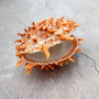 Orange Purple Spiny Oyster Pair Spondylus Barbatus (1 shell pair approx. 4X4X3 inches) B GRADE Natural seashell pair for nautical display! Copyright 2026 SeaShellSupply.com.