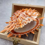 Orange Purple Spiny Oyster Pair Spondylus Barbatus (1 shell pair approx. 4X4X3 inches) B GRADE Natural seashell pair for nautical display! Copyright 2026 SeaShellSupply.com.