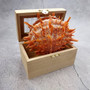 Orange Purple Spiny Oyster Pair Spondylus Barbatus (1 shell pair approx. 4X4X3 inches) B GRADE Natural seashell pair for nautical display! Copyright 2026 SeaShellSupply.com.