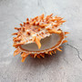 Orange Purple Spiny Oyster Pair Spondylus Barbatus (1 shell pair approx. 4X4X3 inches) B GRADE Natural seashell pair for nautical display! 06