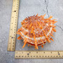 Orange Purple Spiny Oyster Pair Spondylus Barbatus (1 shell pair approx. 4X4X3 inches) B GRADE Natural seashell pair for nautical display! 06