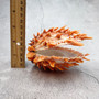 Orange Purple Spiny Oyster Pair Spondylus Barbatus (1 shell pair approx. 4X4X3 inches) B GRADE Natural seashell pair for nautical display! 06