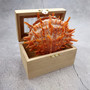 Orange Purple Spiny Oyster Pair Spondylus Barbatus (1 shell pair approx. 4X4X3 inches) B GRADE Natural seashell pair for nautical display! 06