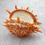 Orange Purple Spiny Oyster Pair Spondylus Barbatus (1 shell pair approx. 4X4X3 inches) B GRADE Natural seashell pair for nautical display! 06