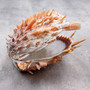 Orange Purple Spiny Oyster Pair Spondylus Barbatus (1 shell pair approx. 4X4X2 inches) B GRADE Colorful seashell pair for nautical decor! Copyright 2026 SeaShellSupply.com.