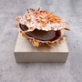 Orange Purple Spiny Oyster Pair Spondylus Barbatus (1 shell pair approx. 4X4X2 inches) B GRADE Colorful seashell pair for nautical decor! Copyright 2026 SeaShellSupply.com.